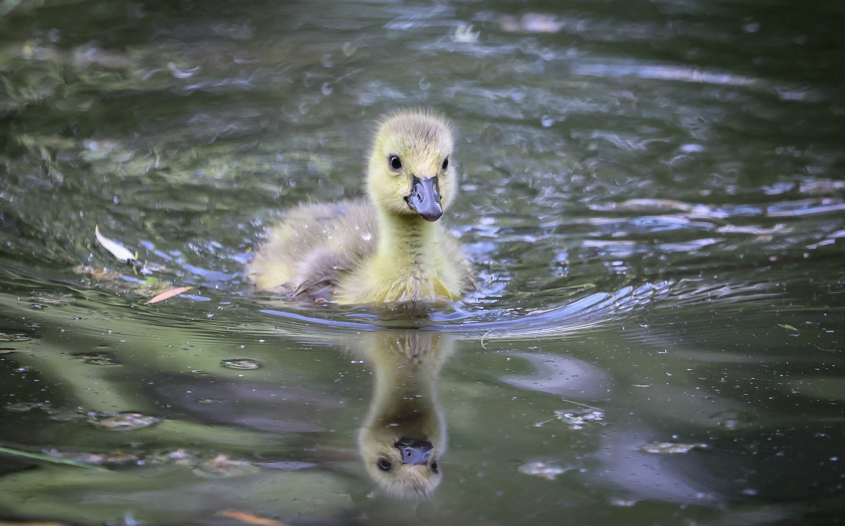 Babyschwimmen 