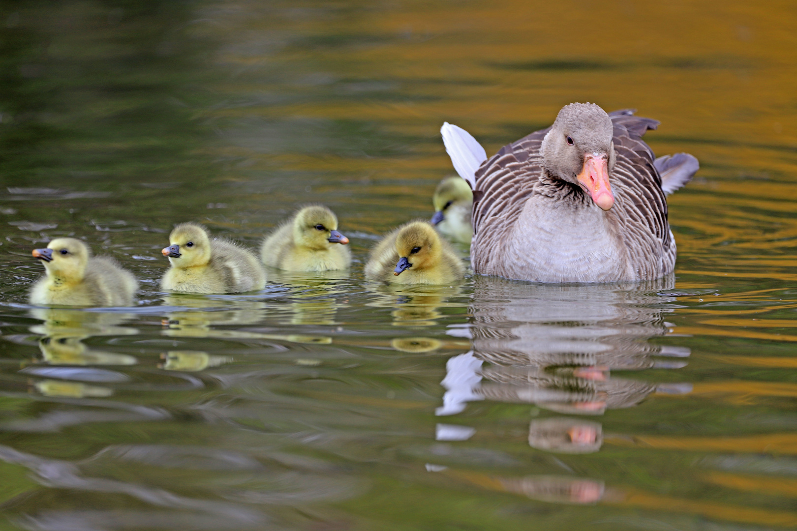 Babyschwimmen :)