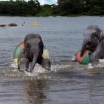 Babyschwimmen und Schnorchelkurs