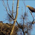 Babysitter Seeadler