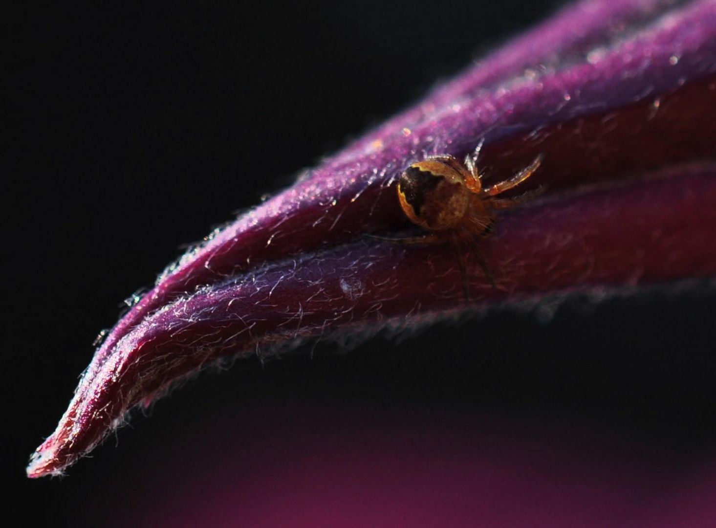 Babyspinne auf Klematisblüte 