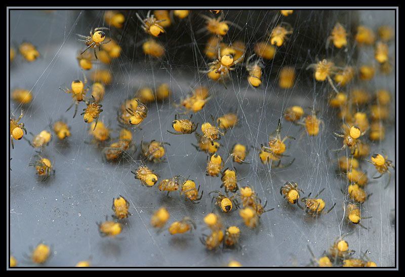 Babyspinnen Foto & Bild | tiere, wildlife, spinnen Bilder auf fotocommunity