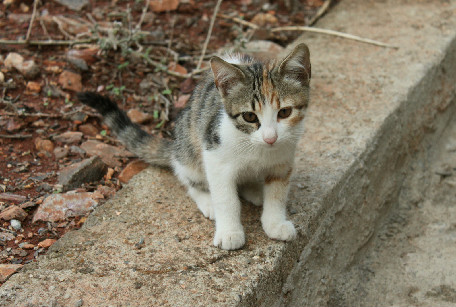 Babystraßenkatze