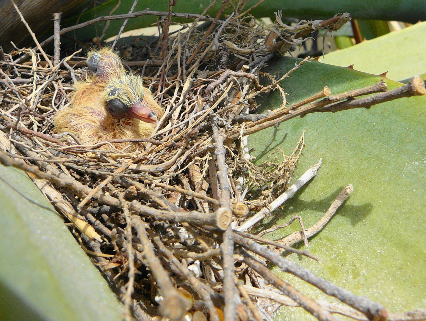 Babytauben in der Aloe