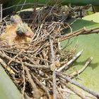 Babytauben in der Aloe