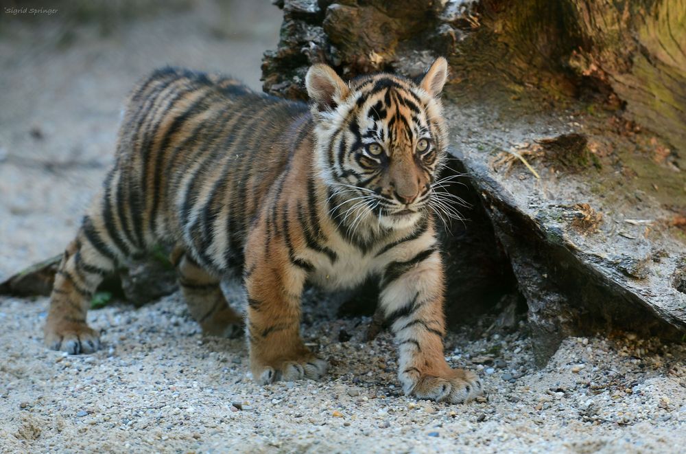 Babytiger