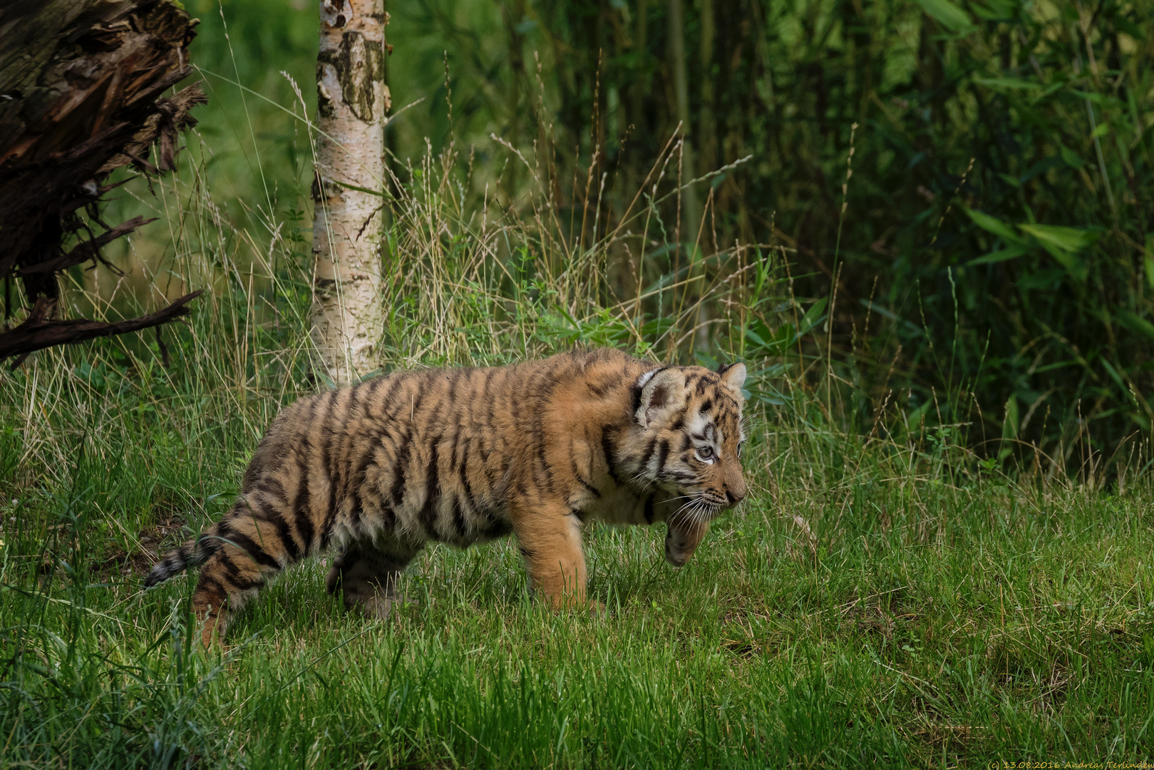 Babytiger-beim-Schleichen