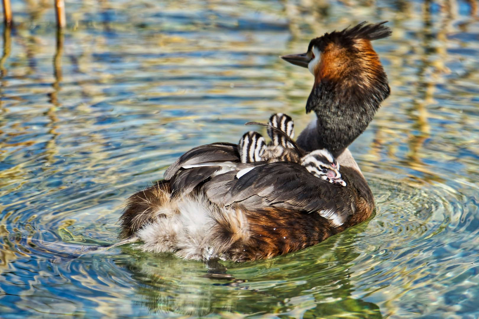 Babytransport