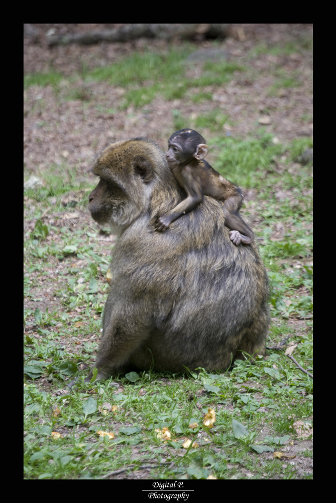 Babytransport