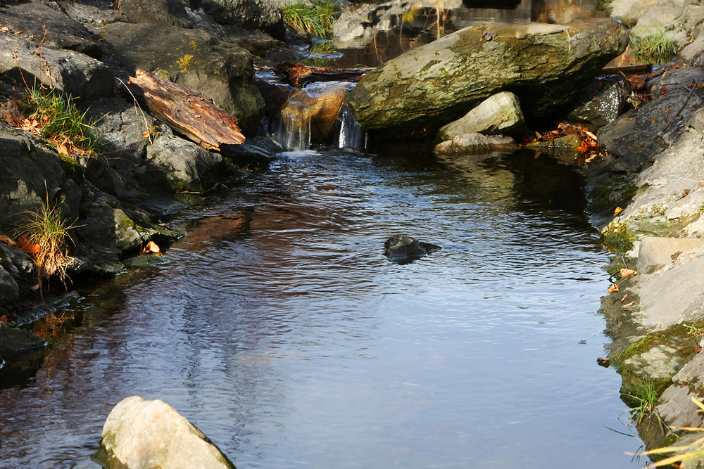 Babywasserfall...