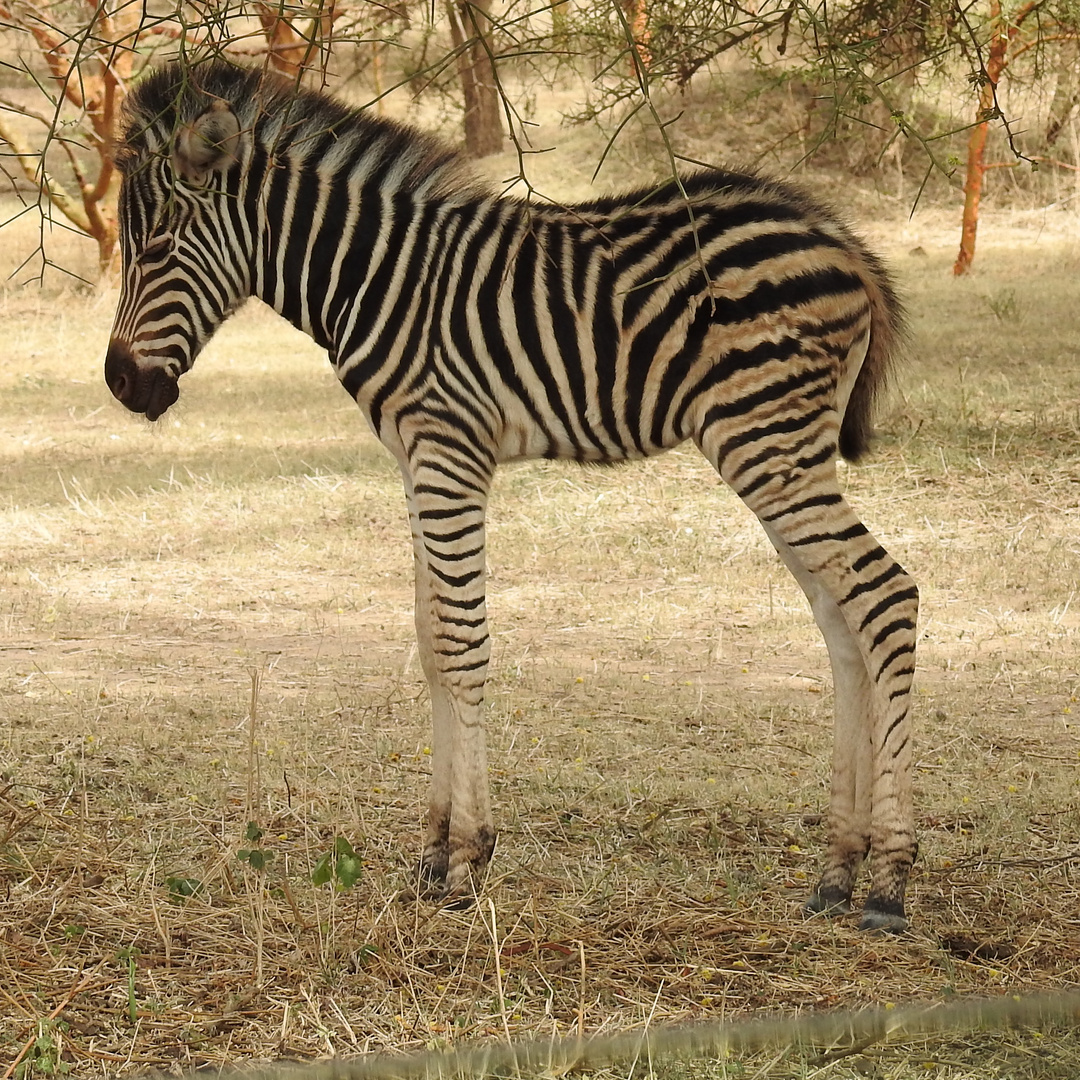 Babyzebra 