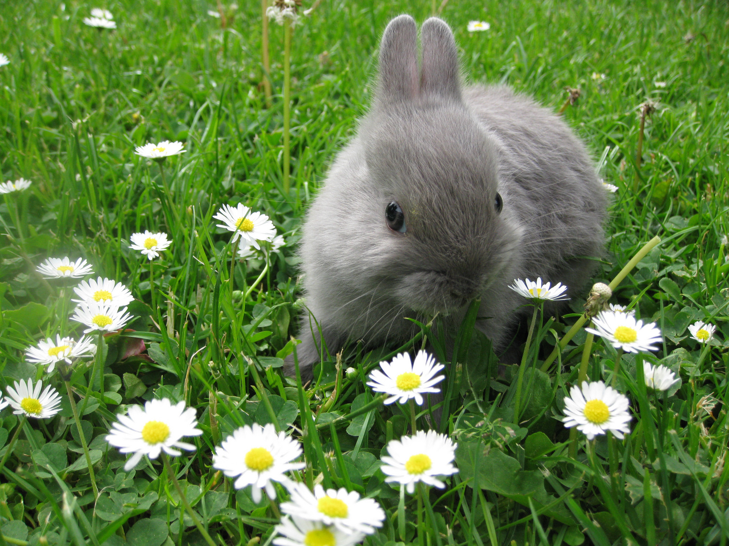 Babyzierhase, Babyzierhasen, Kaninchen, Natur, Babys, Baby ...