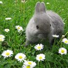 Babyzierhase, Babyzierhasen, Kaninchen, Natur, Babys, Baby