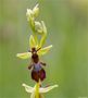 Fliegen-Ragwurz (Ophrys insectifera) 41 by Thomas Ripplinger 