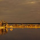 Bacalar