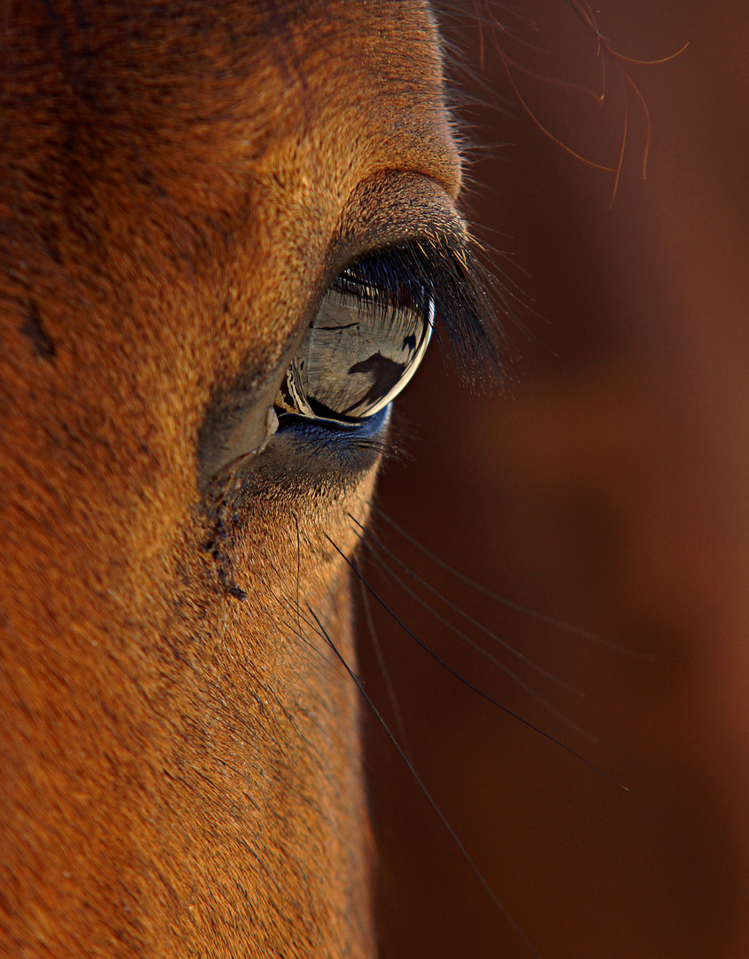 Bacardi´s Eye