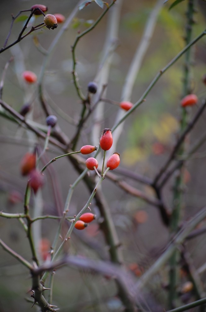 bacche d'autunno