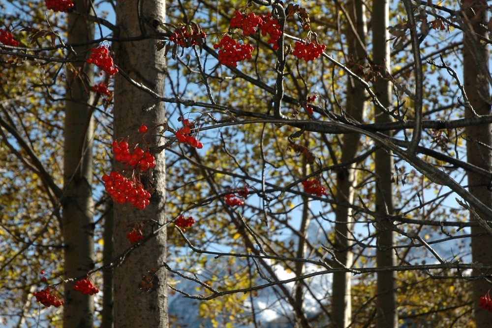 bacche d'autunno