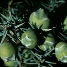 Bacche di ginepro coccolone - Juniperus macrocarpa - Sardegna