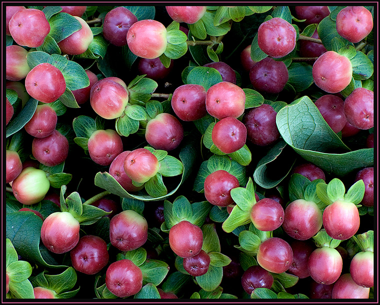 Bacche di primavera (Hypericum)