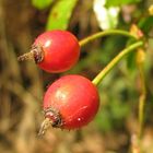 Bacche di rosa canina (cinorrodi).