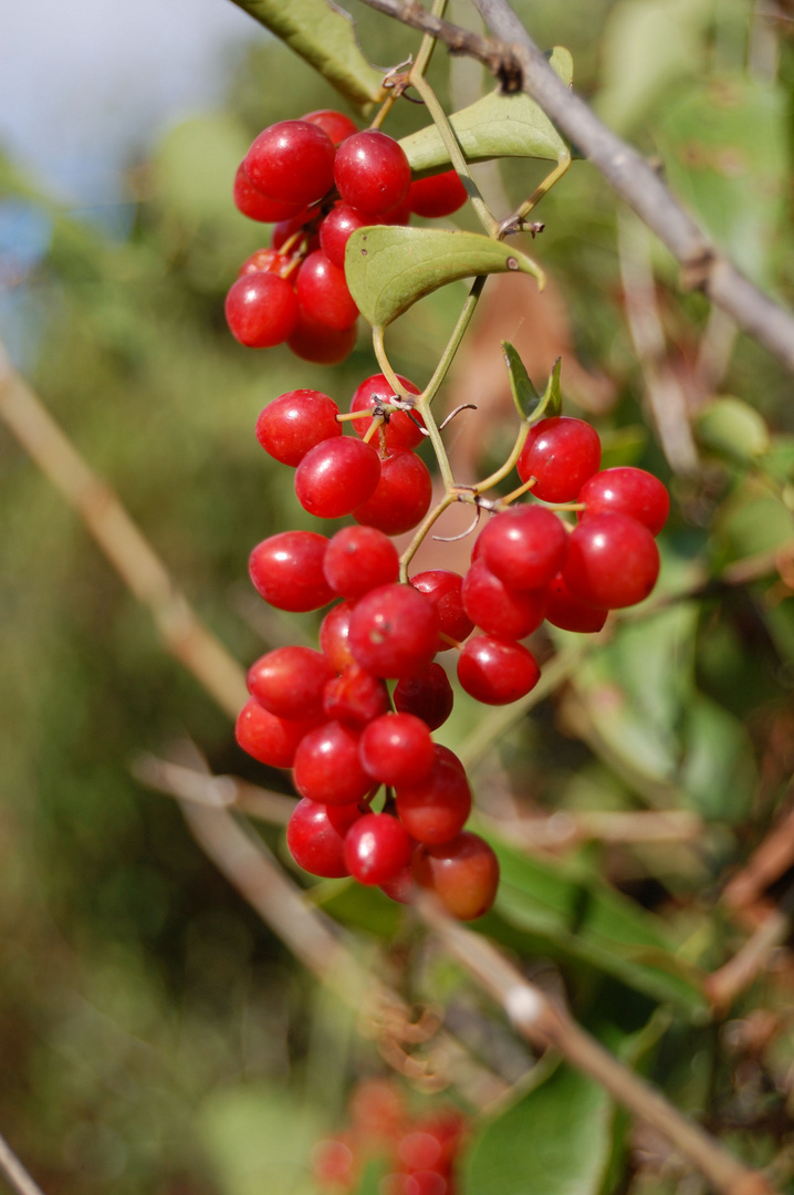 bacche rosse