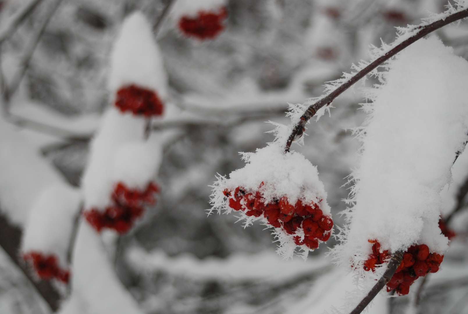 BACCHE ROSSE