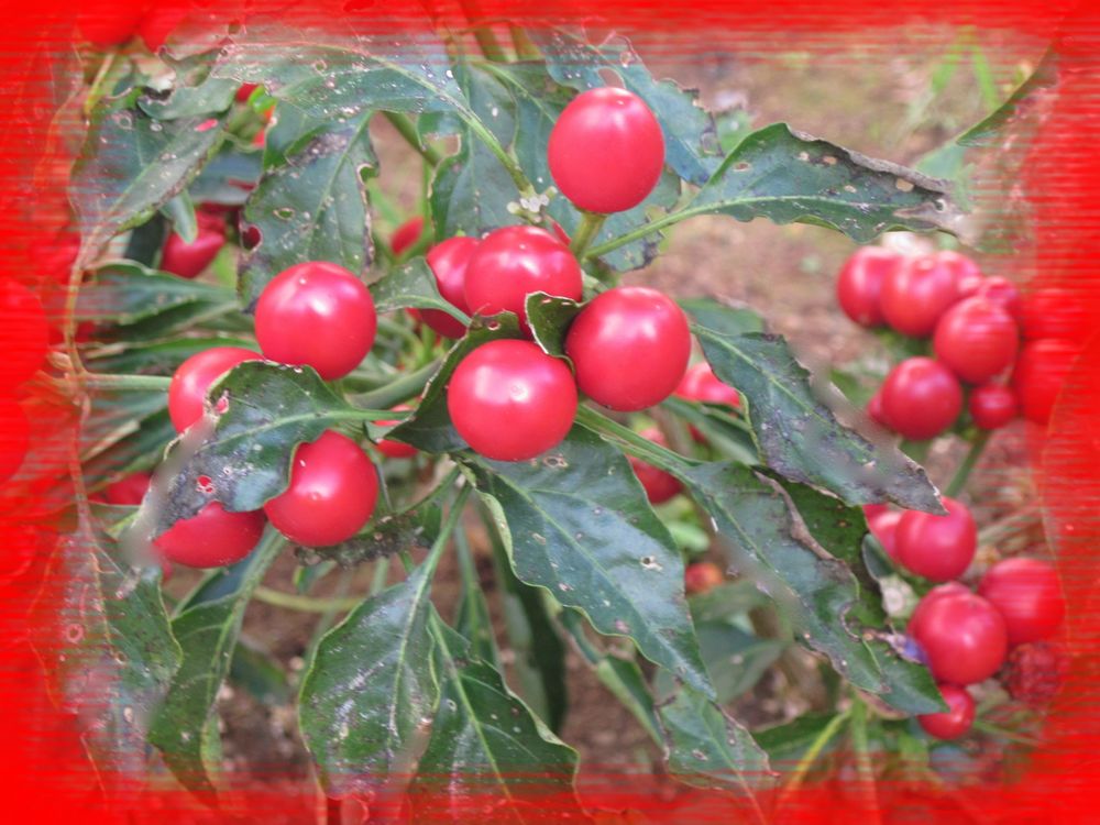 Bacche rosse Foto Immagini piante, fiori