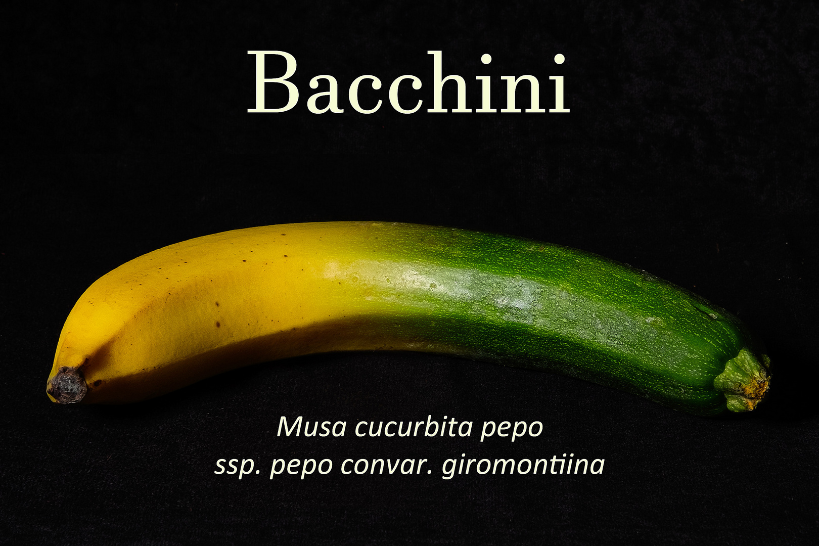 Bacchini