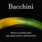 Bacchini