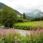 Bach - Berge - Weidenröschen