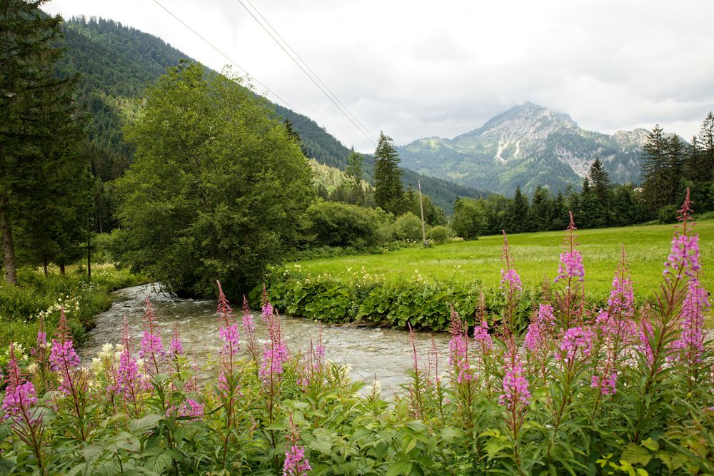 Bach - Berge - Weidenröschen