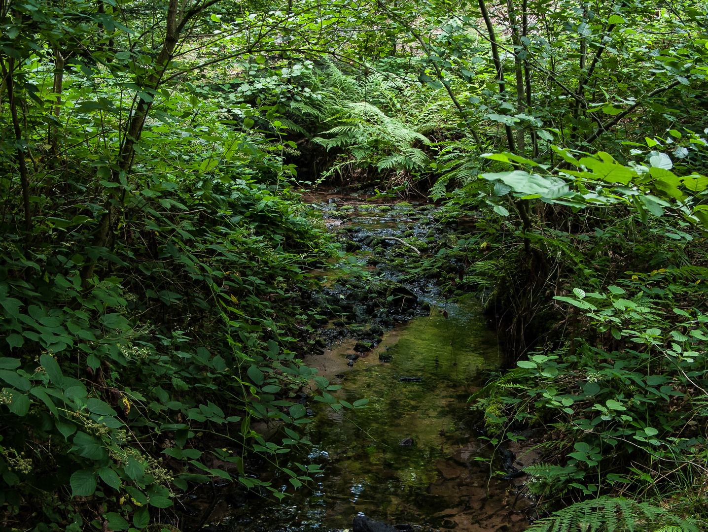 Bach-Idyll in Pfälzer Wald