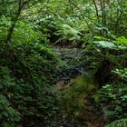 Bach-Idyll in Pfälzer Wald