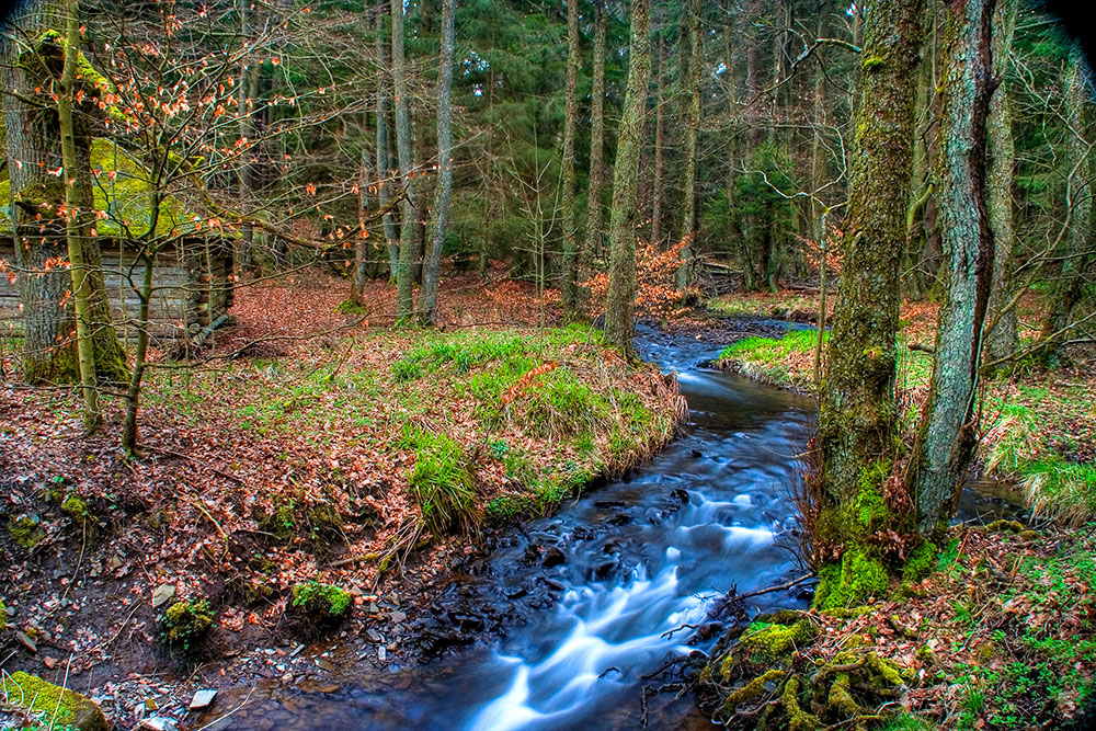 Bach im Arnsberger Wald bei Kallenhardt