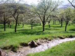 Bach im Frühling