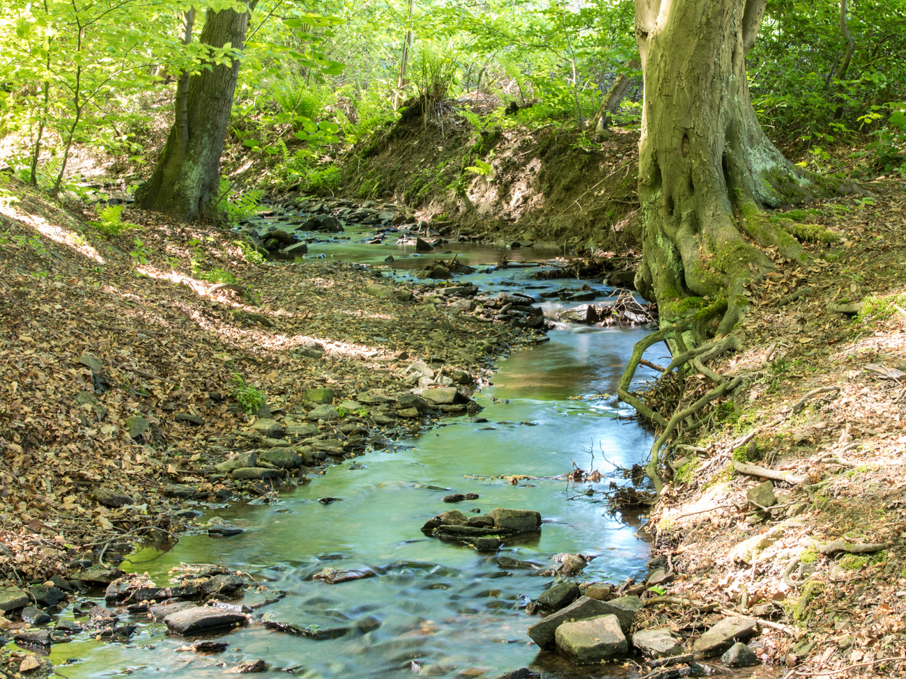 Bach im Frühlingswald