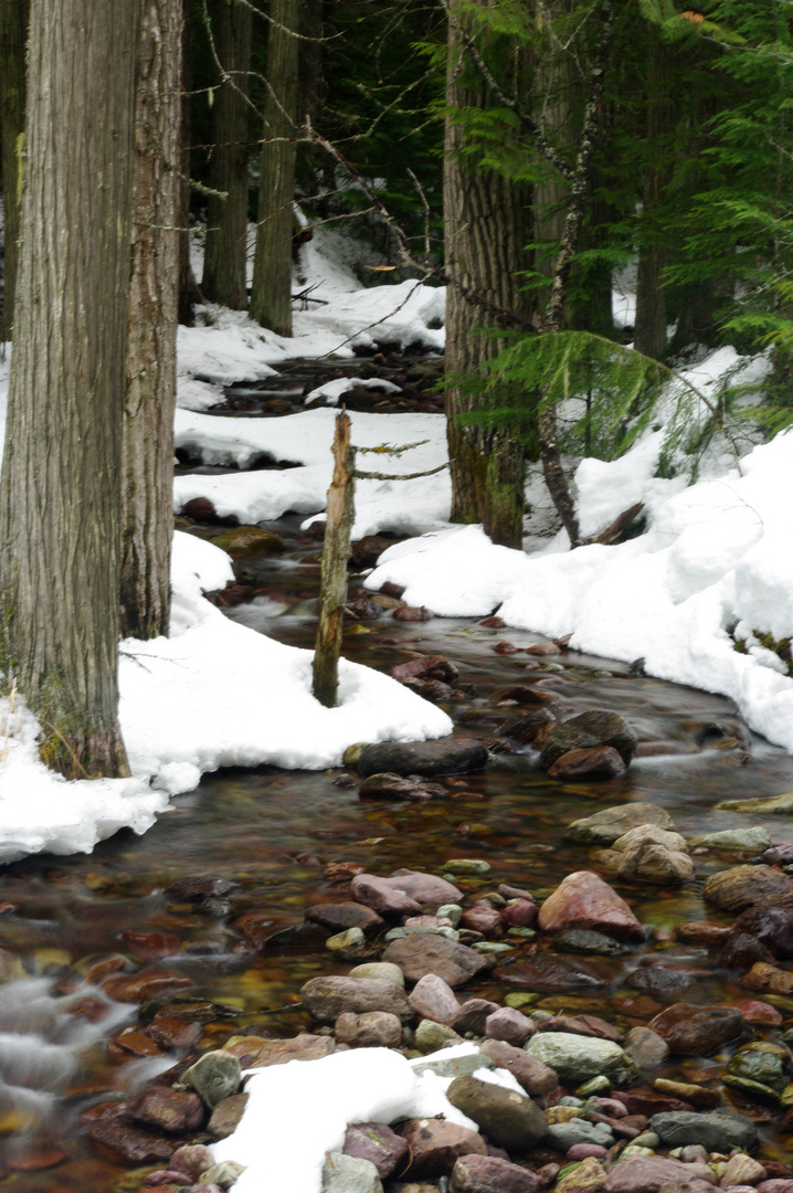 Bach im Glacier NP