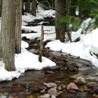 Bach im Glacier NP