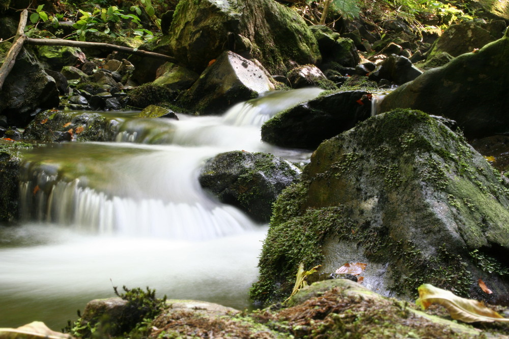 Bach im Harz