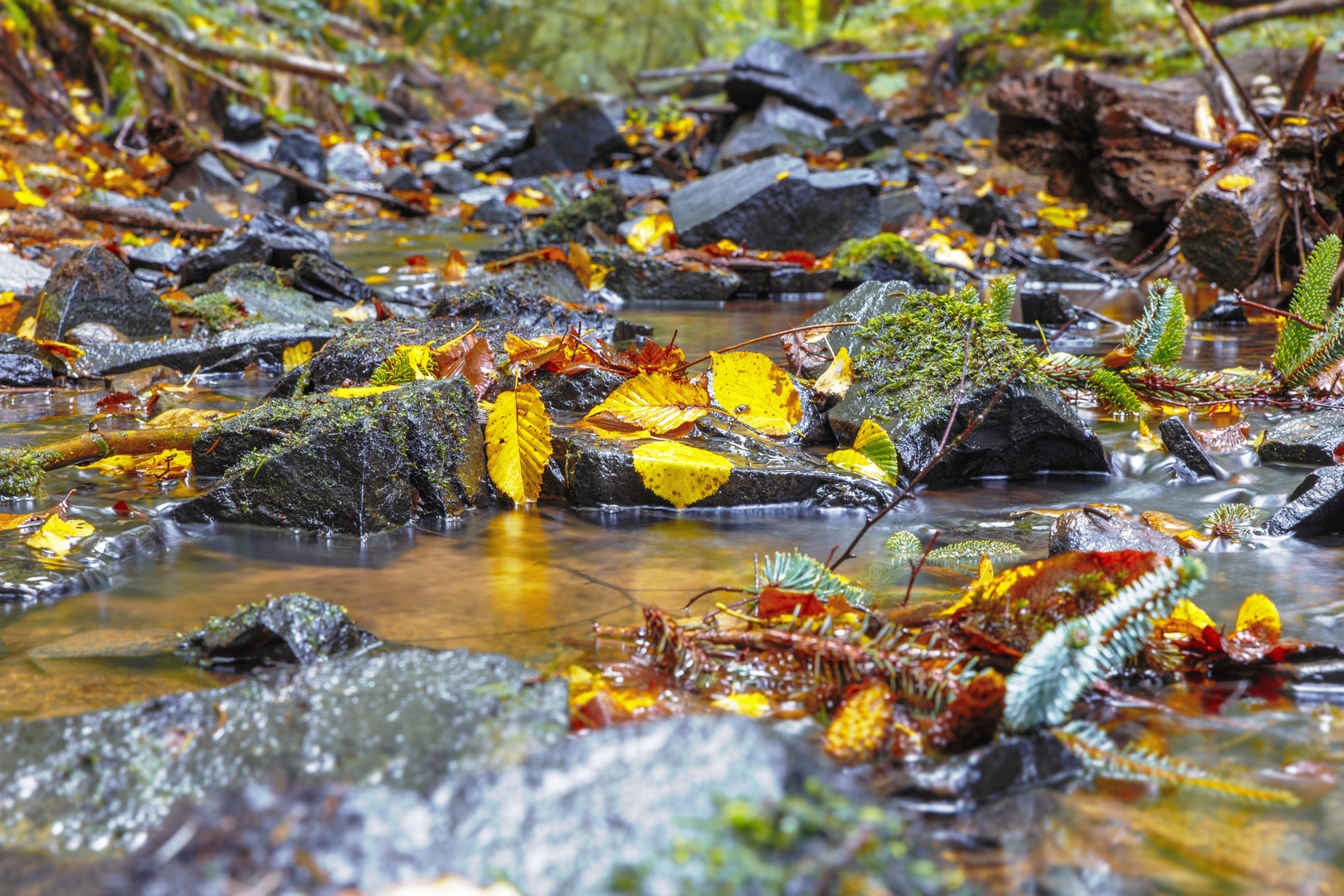 Bach im Herbst.