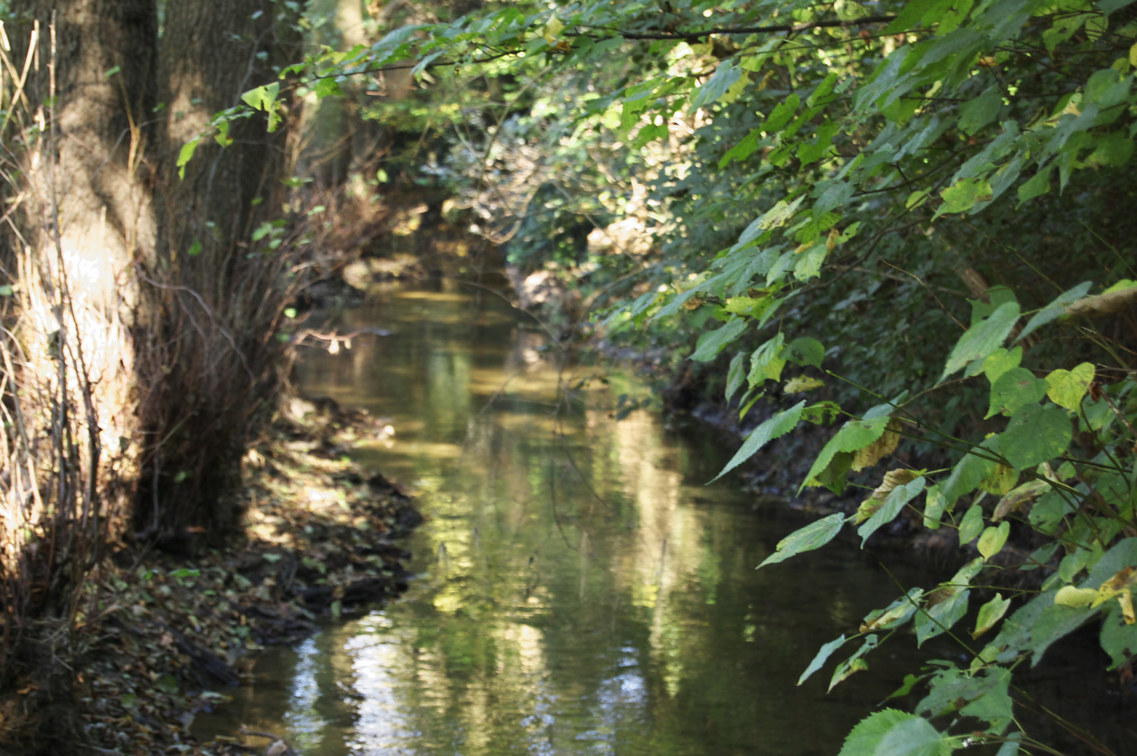 Bach im Herbst