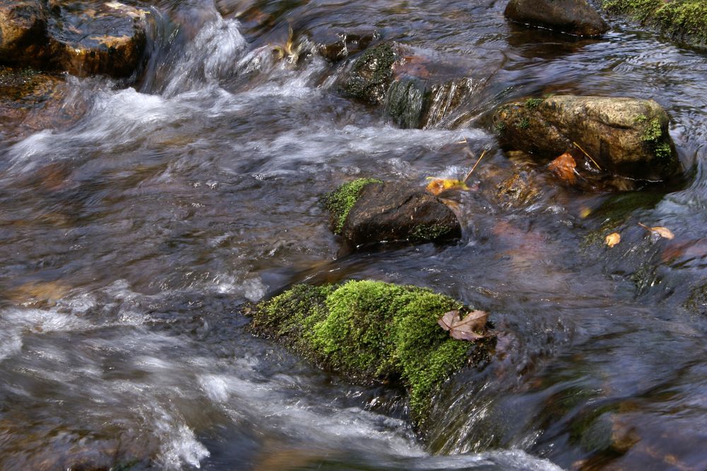 Bach im Herbst