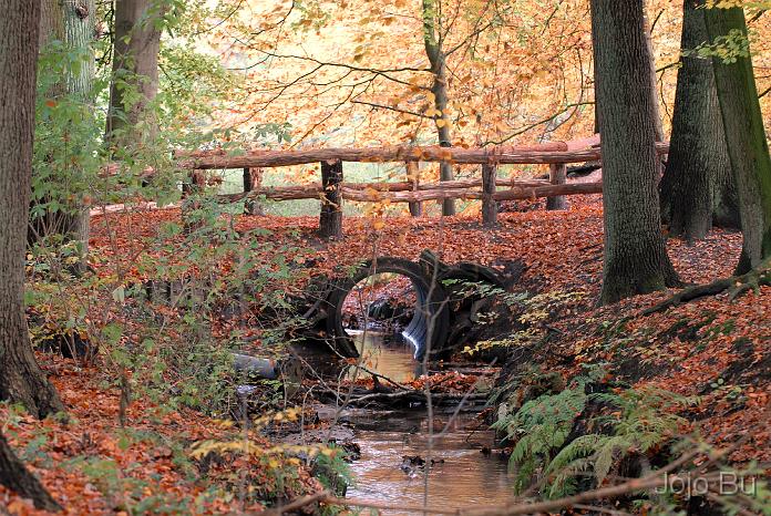 Bach im Herbstlicht