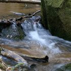 Bach im Pfälzer Wald bei Gimmdingen