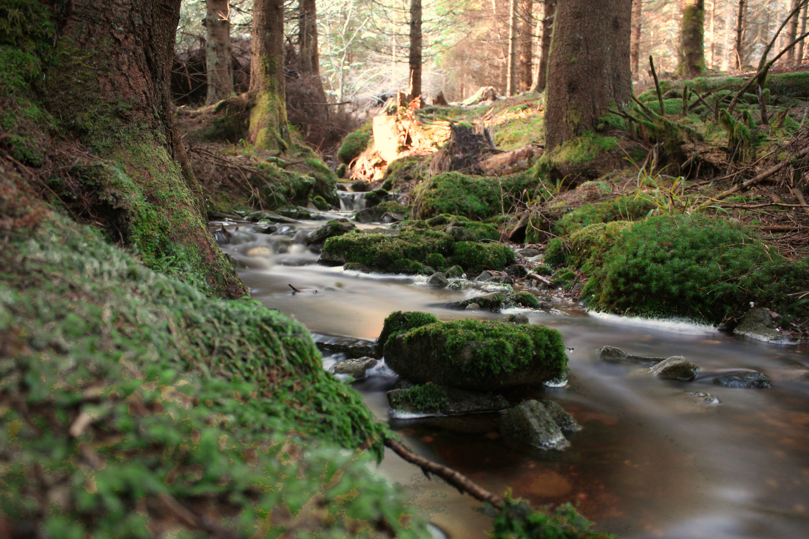 Bach Im Schwarzwald