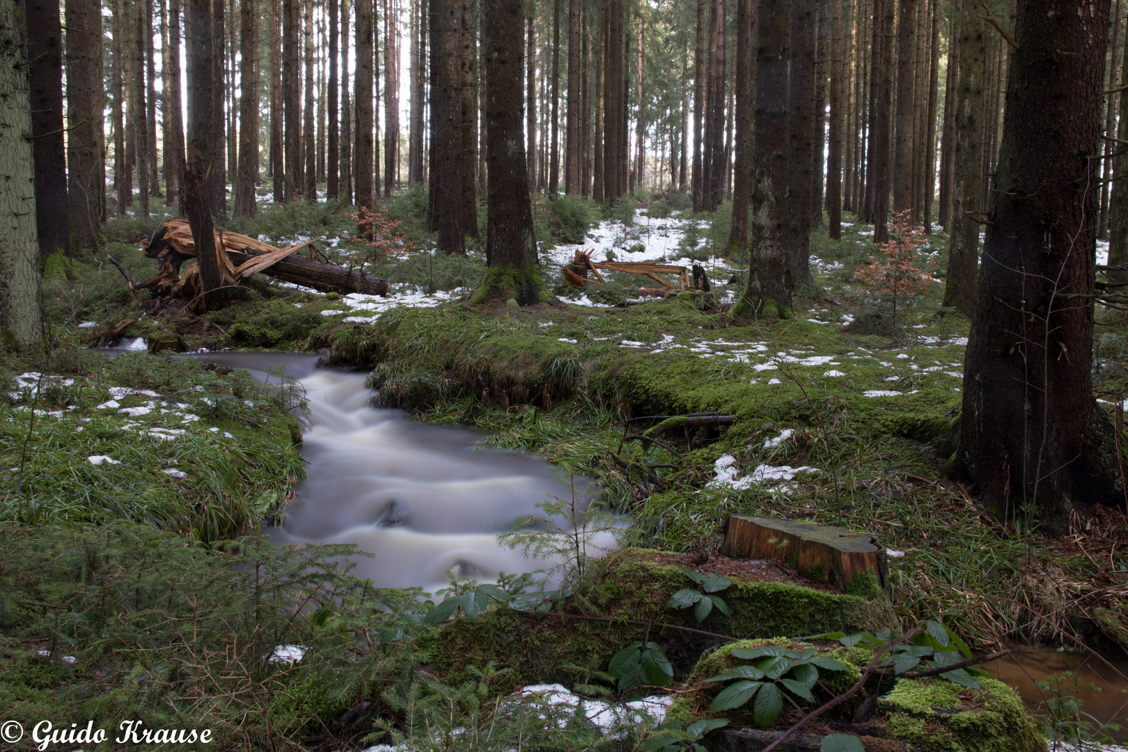 Bach im Schwarzwald