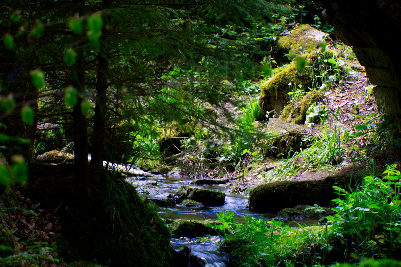 Bach im Schwarzwald