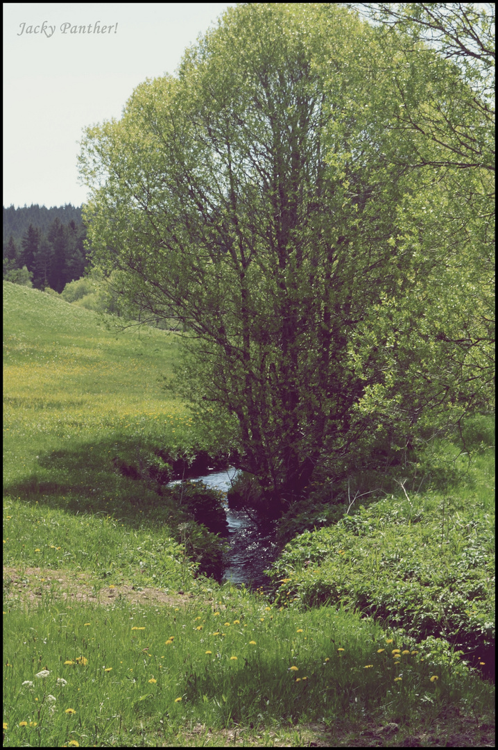 Bach im Schwarzwald