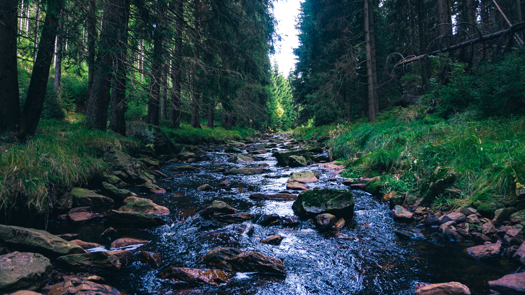 Bach im Schwarzwassertal